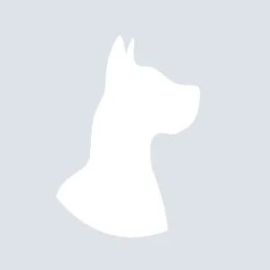 Tricolorul sârb Hound câine de rasă, fotografii
