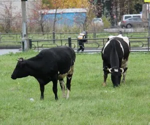 Ahhoz, hogy a tulajdonosok a tehenek szigorú intézkedéseket hoztak, az újság Közlöny