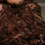 Развъждане червеи в дома като бизнес видео и коментари