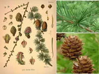 Растения с буквата L със снимки, имена на растения с буквата л