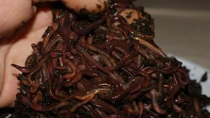 Развъждане червеи в дома като бизнес видео и коментари