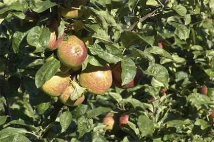 Cultivarea de pomi fructiferi din butași