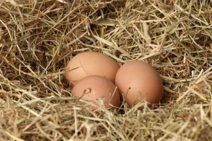 Кокошки за разплод за яйца като бизнес функции, снимки и видео