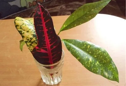 Reproducere Croton (codiaeum) butași, frunze și alte modalități de la domiciliu