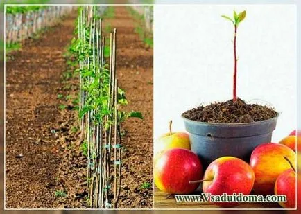 Размножаване на овощни дървета, на мястото на градина, вила и стайни растения