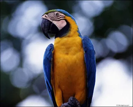 De reproducție papagali în cuști în aer liber, sezon de cuibărit umiditate ambiantă ovipoziției