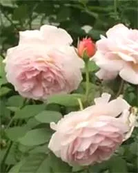 Rose, tea rózsa, gondozás és ültető