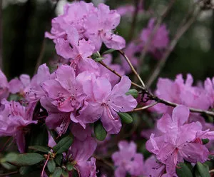 Rhododendron Szibériában leszállás szabályok és gondozás