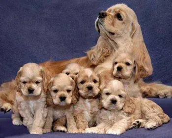 Naștere și sarcina Spaniel