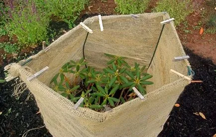 Rhododendron Szibériában leszállás szabályok és gondozás