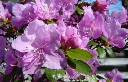 Rhododendron Szibériában leszállás szabályok és gondozás