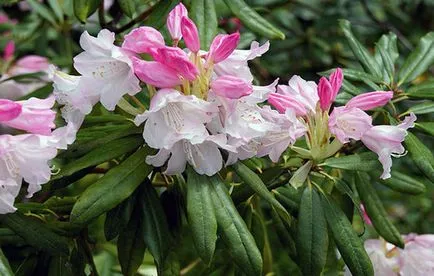 Rhododendron Szibériában leszállás szabályok és gondozás