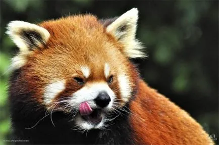 Vörös panda nem csak egy ritka állat, hanem a márka a «mozilla»