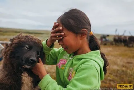 България, Ненецкия Еленовъдите живеят (35 снимки)