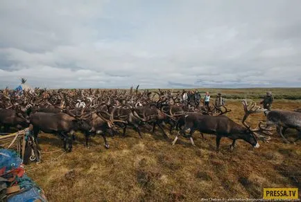 България, Ненецкия Еленовъдите живеят (35 снимки)