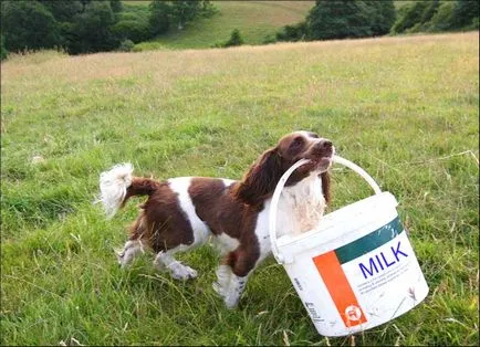 A szerepe a tej és a tejtermékek az étrendben a kutya - élet hajtások