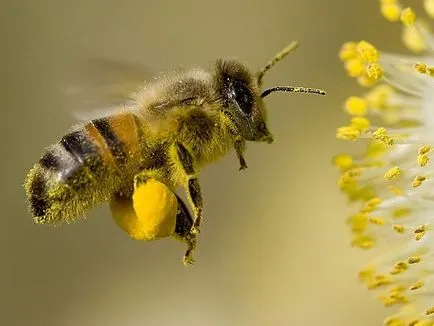 A szerepe a méhek általi beporzás fűfélék