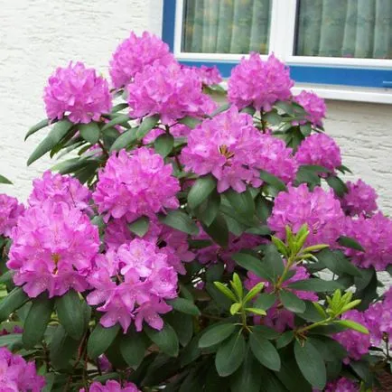 Rhododendron засаждане и грижи в Сибир
