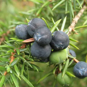 Moonshine la Juniper cea mai bună rețetă