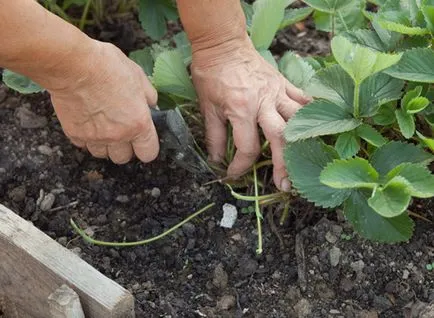 Eper video utasításokat, hogyan kell vigyázni a saját kezét, főleg idősek, fotók