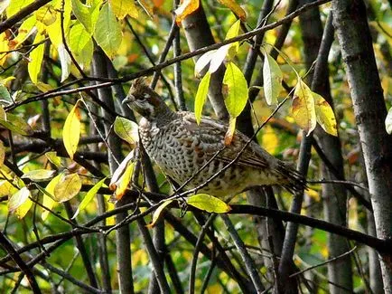 Fritillary - az öröm a vadász