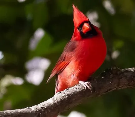 A legtöbb gyönyörű egzotikus madarak (12 faj)