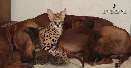 Serval - domesticită pisica sălbatică, 