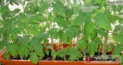 Seminte de tomate Tataie gradina siberian - „roșia, nici ger nu este teribil, va încânta lui