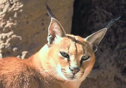 Serval - háziasított vadmacska „grammota”