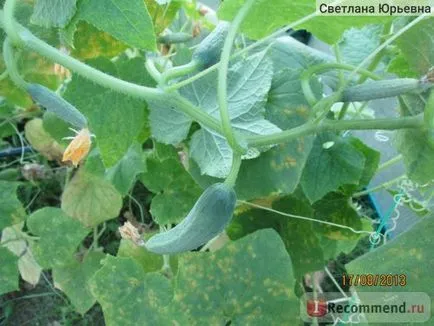 Semințe de fructe castravete Zedechia f1 - «aromă foarte delicată,“ recenzii ale clientilor