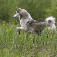 huskies de vânătoare de Nord