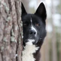 huskies de vânătoare de Nord