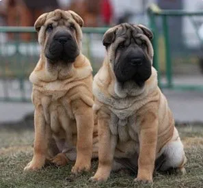 Shar pei, kutyafajták, állatok, fajta