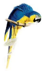 Синьо и жълто ара, ара, araruna (ара ararauna), съдържанието на грижи за хранене в плен на болестта разплод