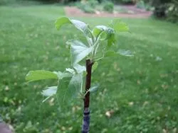 Cât de mult supraviețuiește arborele de inoculare