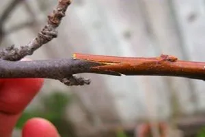 Cât de mult supraviețuiește arborele de inoculare