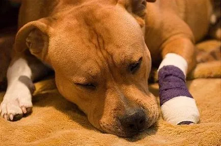 Enterita simptome la câini și tratamentul acesteia