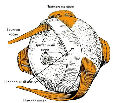 Scleroplasty око при деца и възрастни, както и описание на клипа на работа