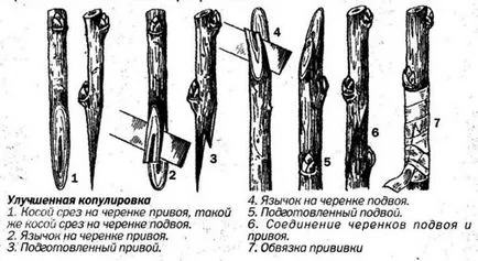 Plum видове и сортове, условия на отглеждане, контрол на вредителите, резитба и присаждане