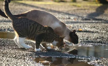 Cât de mult ar trebui să bea apă norma de zi cu zi cat si deviatie, animale de casa