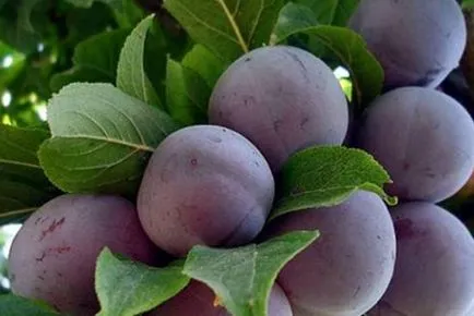 Plum Eurasia adecvat de plantare, îngrijire și utilizare a