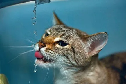 Mennyi vizet kell inni macska napi norma és a szórás, a ház állatok
