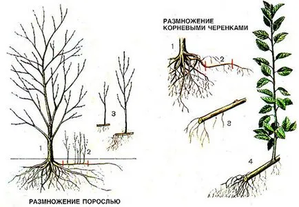 Plum видове и сортове, условия на отглеждане, контрол на вредителите, резитба и присаждане