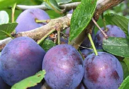 Plum Евразия правилното засаждане, грижи и използване на