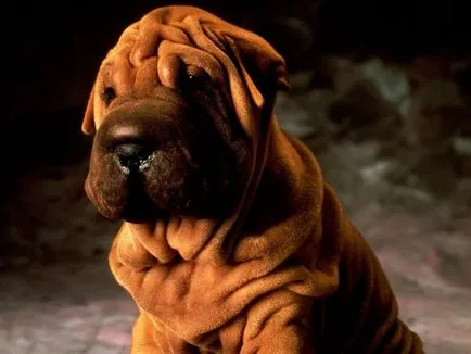 Shar pei kutyafajta