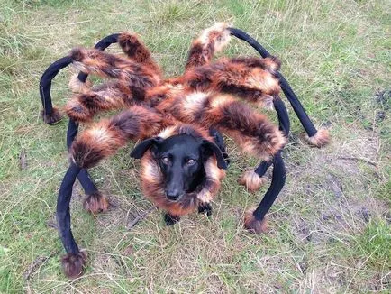 Kutya öltözött egy pók, ijedt emberek az utcán