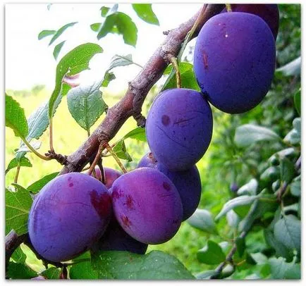 Plum Eurasia adecvat de plantare, îngrijire și utilizare a