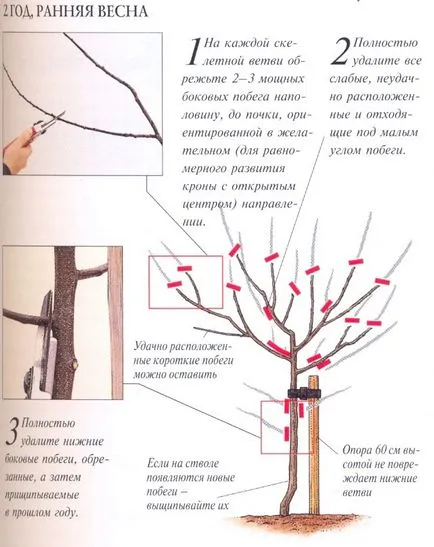 Plum видове и сортове, условия на отглеждане, контрол на вредителите, резитба и присаждане