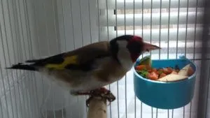 Съдържанието на goldfinches у дома хранене