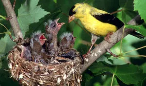 A tartalom goldfinches otthon etetés